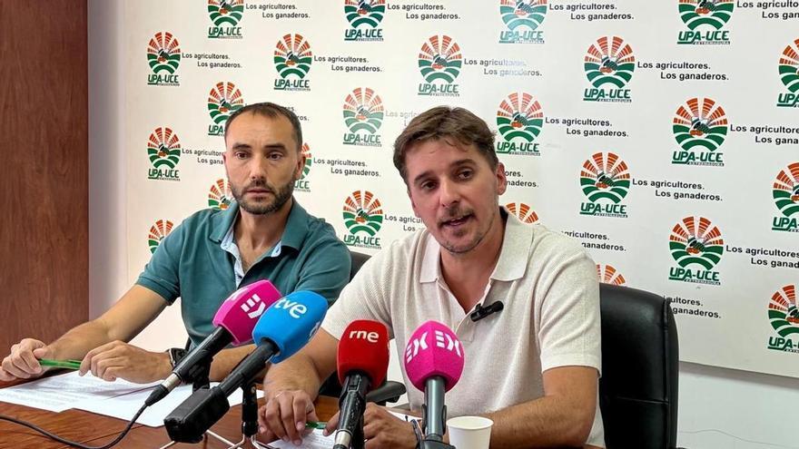 El cereal de secano se desploma en Extremadura: la cosecha c