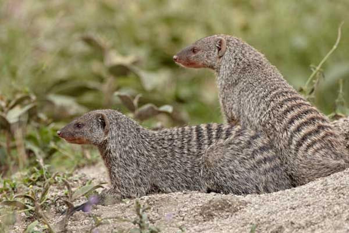 Mangostas en el Parque Nacional del Serengeti en Tanzania.