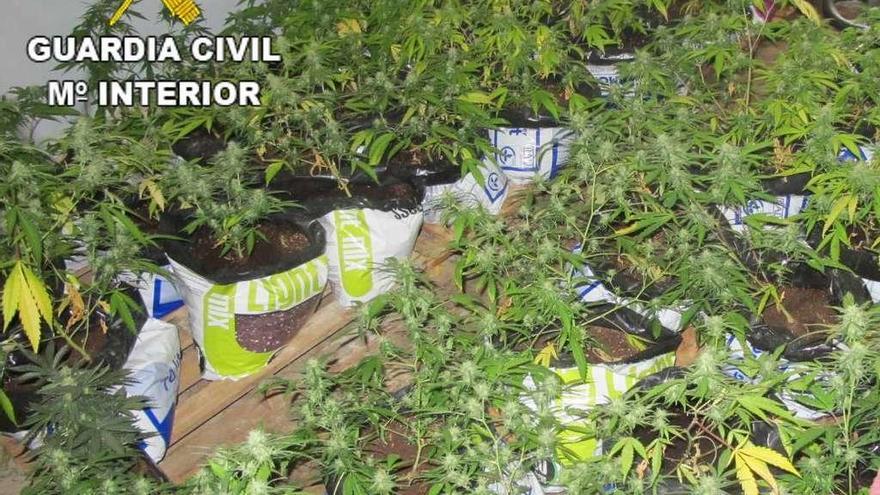 Algunas de las plantas halladas en la vivienda de Belver de los Montes.