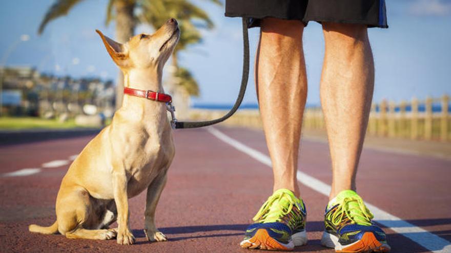 Los estudios muestran los beneficios de tener una mascota.