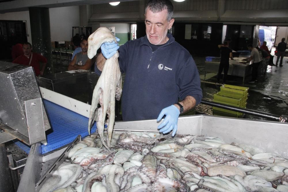 Las primeras descargas de pulpo en el puerto de Bueu // Santos Álvarez