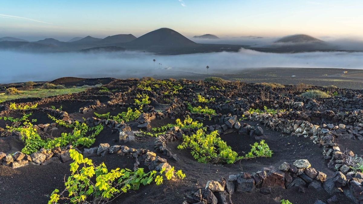 Amanecer en La Geria, la zona de viñedos más conocida de Lanzarote y una de las más singulares del mundo.