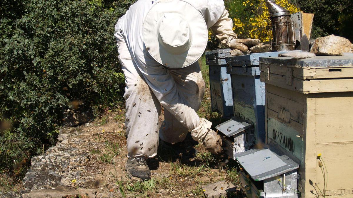 Un apicultor zamorano trabajando en el colmenar