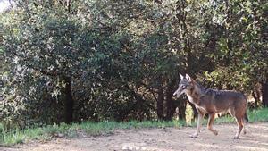 La loba localizada en Catalunya.