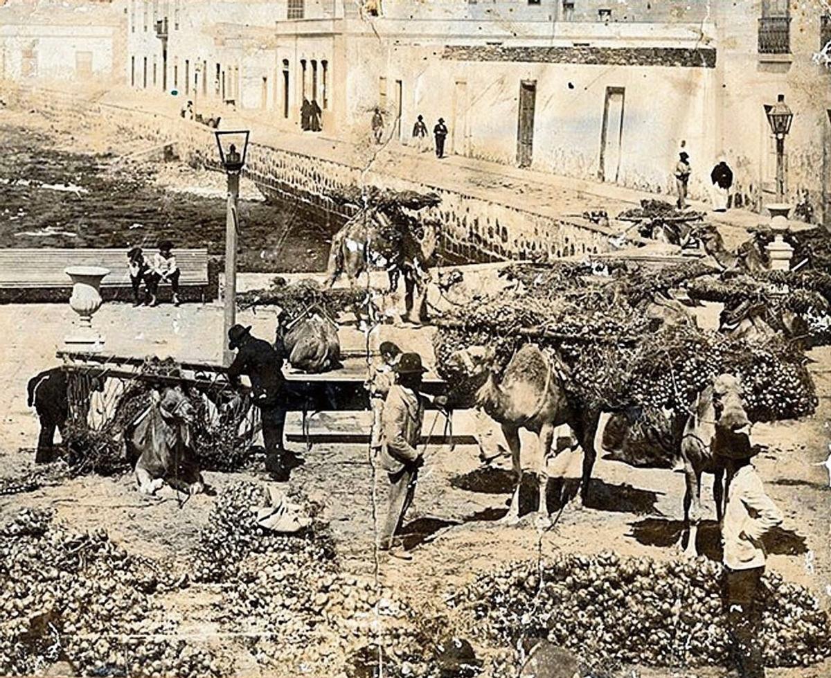 Agricultores descargan sus productos en el Muelle de Las Cebollas de la capital lanzaroteña.