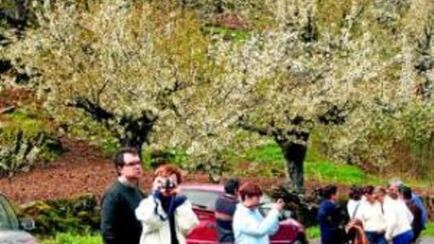 Polémica en el Jerte por la supresión del acto-clausura del Cerezo en Flor