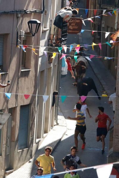 Fiestas en Zamora: Último encierro en Fermoselle