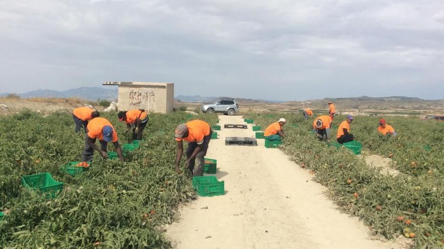 Labores de recolección de tomates en el campo.