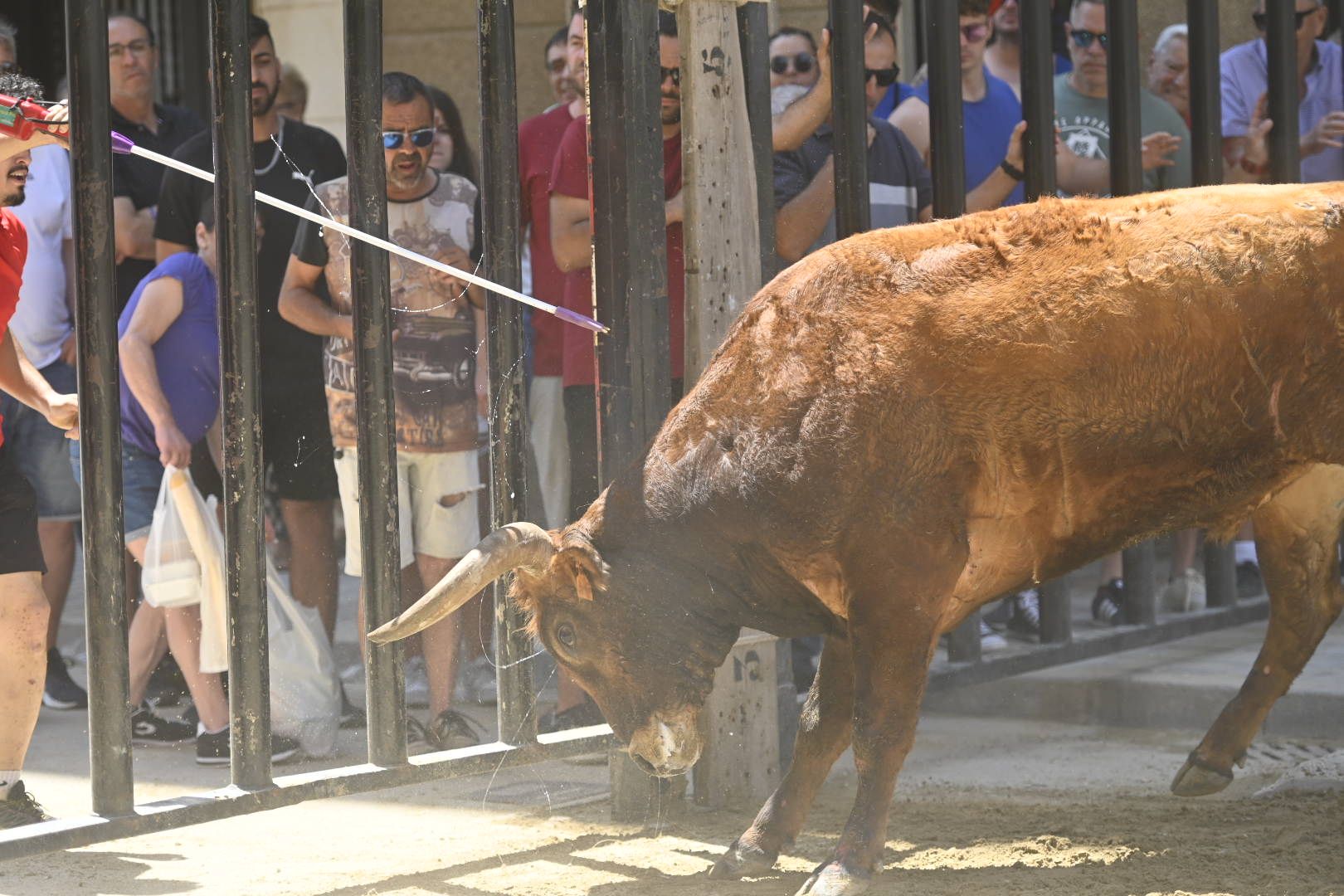 El ‘bou’ toma protagonismo mañana, tarde y noche en el Grau en fiestas