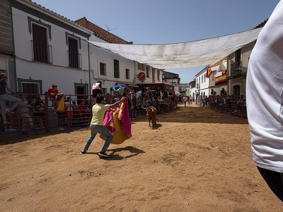 Comienzan los encierros de vacas bravas en la localidad de Alcaracejos: intensidad y emoción en las calles