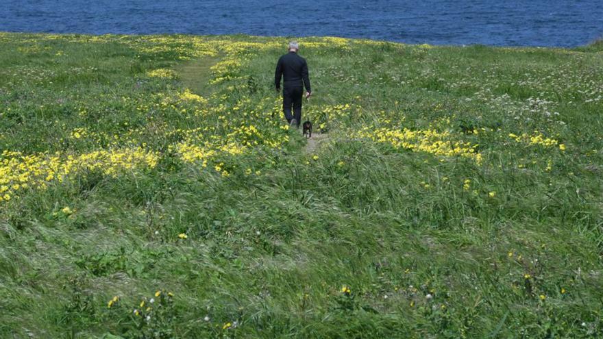 Esta es la decisión sobre si eliminar las colonias de gatos de la Torre de Hércules en A Coruña, un &quot;riesgo para la fauna&quot;