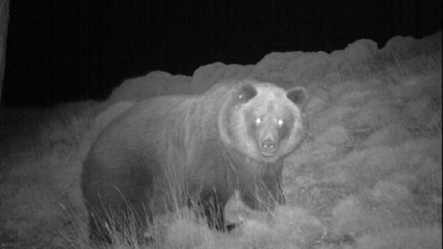 Muere la osa ‘Sarousse’ abatida por el disparo de un cazador