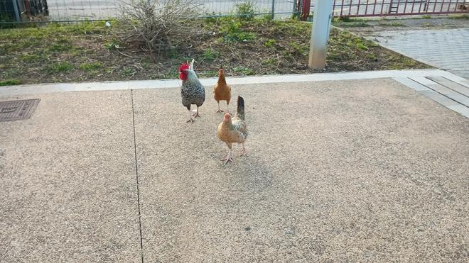 Gallos y gallinas asilvestradas en Magaluf, tras las batidas organizadas por el Ayuntamiento de Calvià