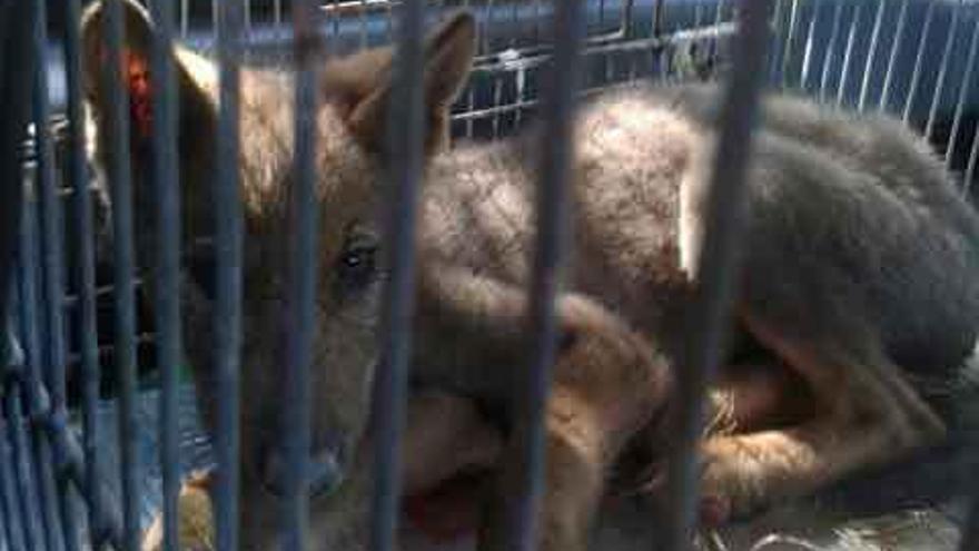 El pequeño lobo, antes de su traslado, tras ser rescatado el pasado domingo en Latedo.