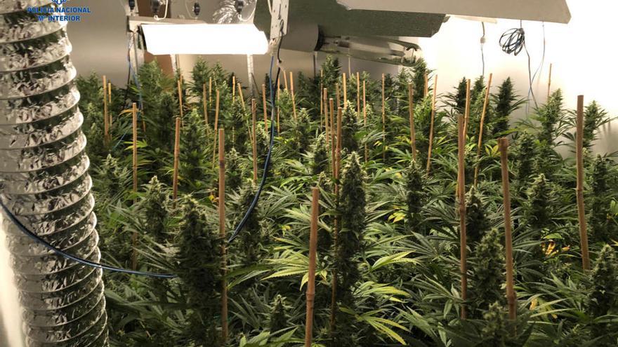 Detenido con 200 plantas de marihuana en una vivienda en Marratxí