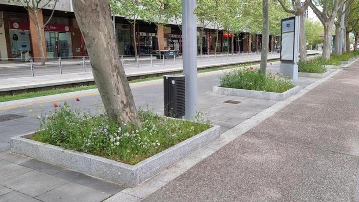 Alcorques sin segar ni tratar en la avenida de una ciudad española