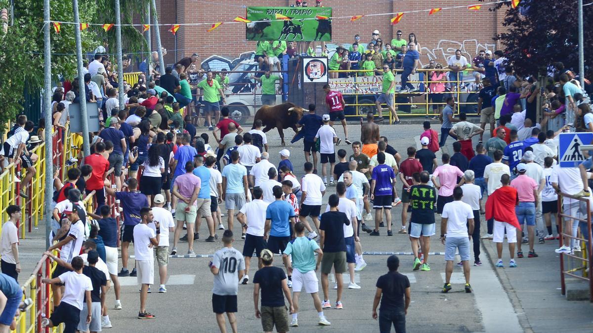 Eencierro urbano con toros de cajón donados por la Asociación Taurina Raza y Trapío.