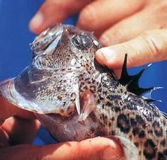 Un tipo de faneca brava dispone de un veneno similar a la víbora - La escolopendra, el escorpión nocturno, algunas arañas y el avispón, entre las picaduras más peligrosas.