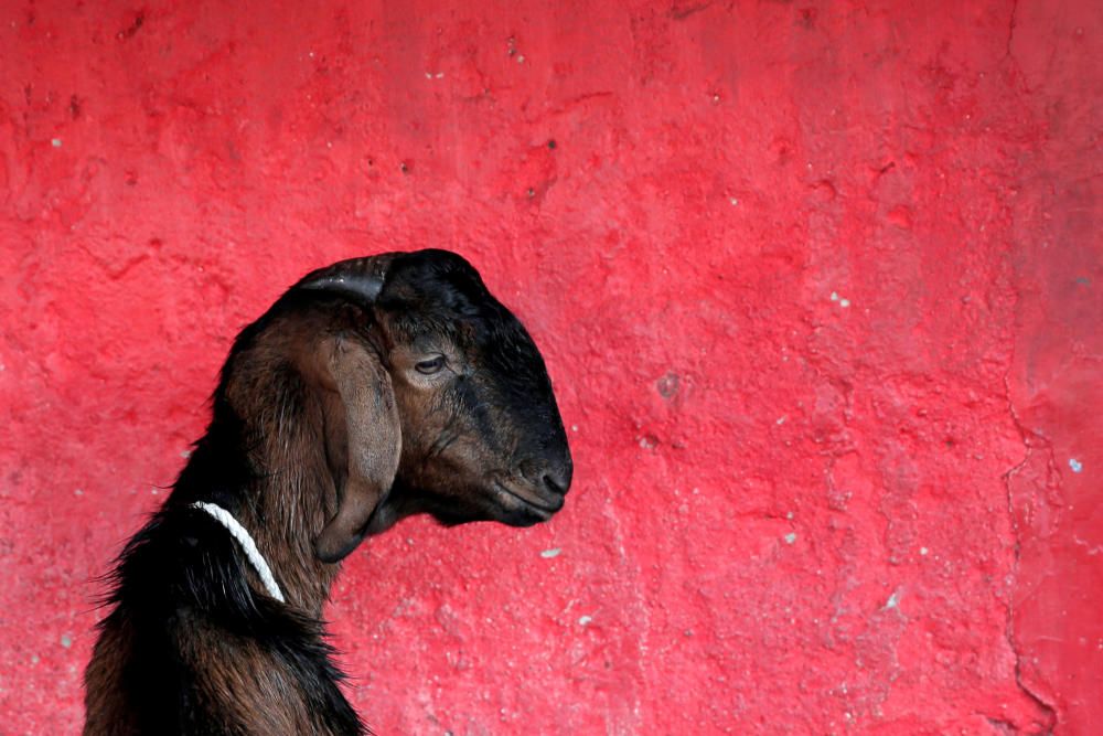 A goat for sale for the upcoming Muslim Eid ...