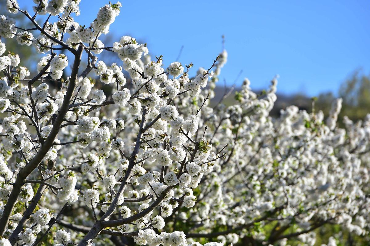 La Fiesta del Cerezo en Flor abre sus puertas en Tornavacas con un homenaje al trabajo y la resistencia del Valle del Jerte