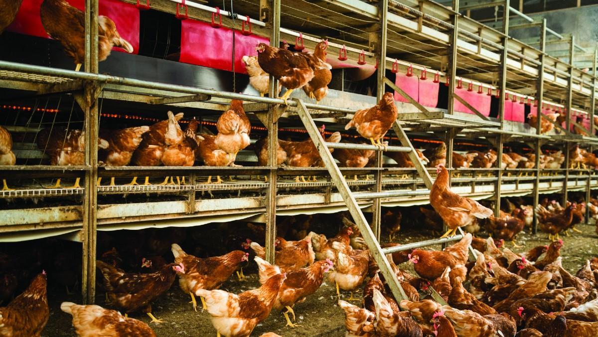Granja avícola que cría gallinas para producir huevos