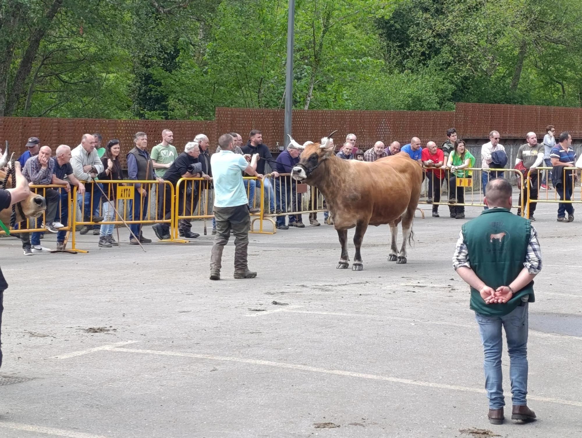 El XXXI Certamen-Exposición de Asturiana de los Valles de Teverga, en imágenes