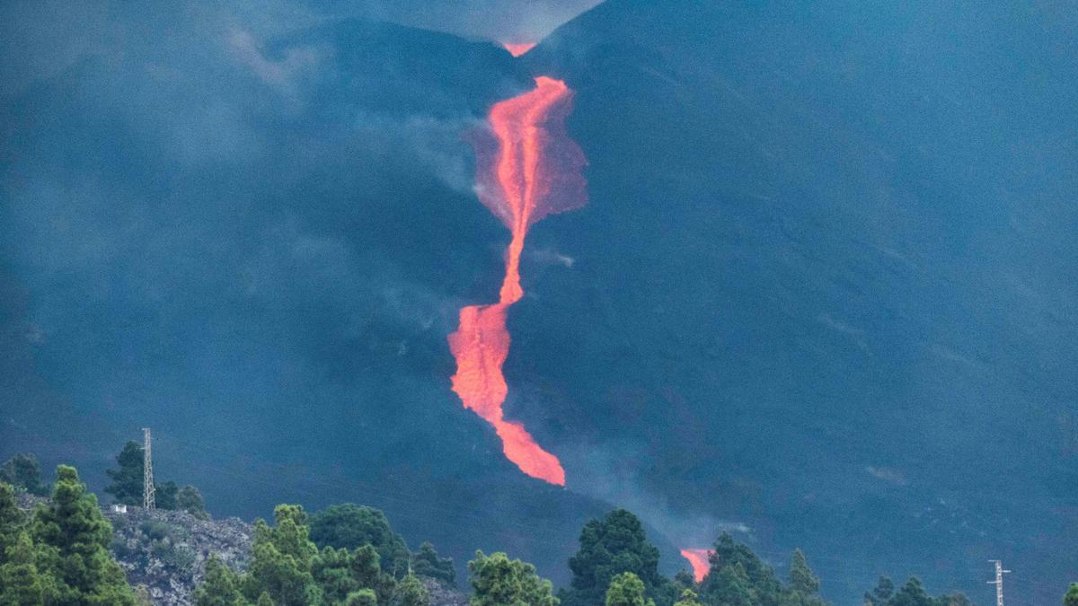 Los animales se acostumbran a convivir con el volcán, según un biólogo