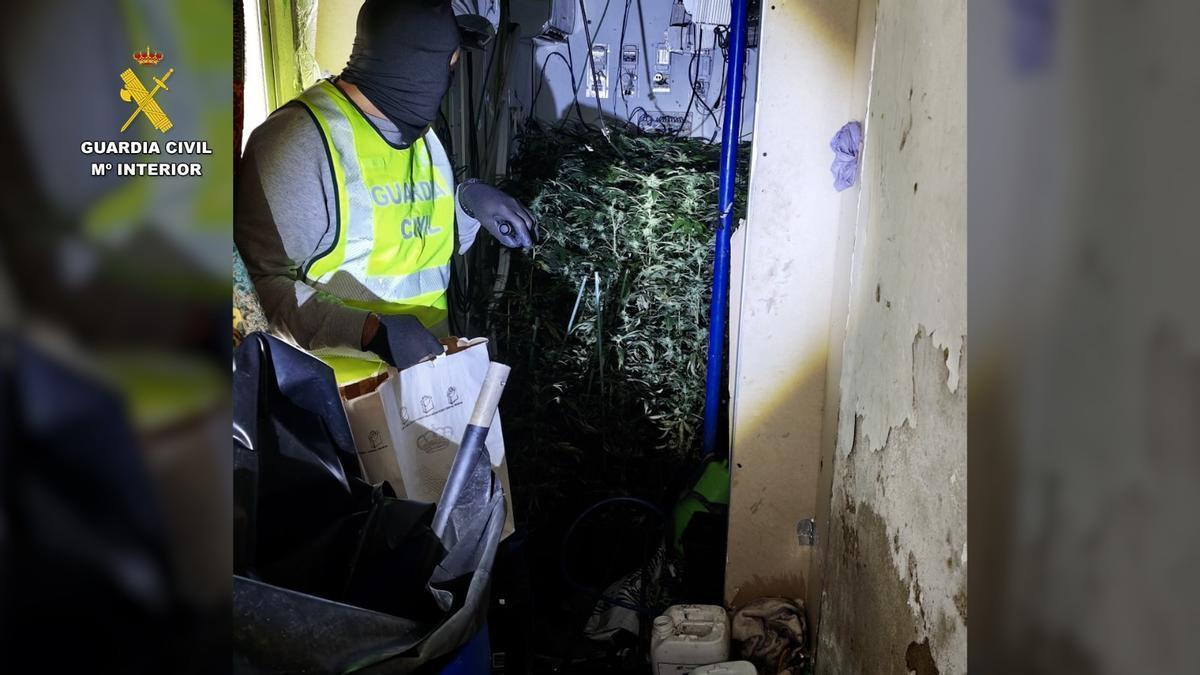 Vídeo | La Guardia Civil detiene a tres personas y desmantela una plantación indoor de marihuana en Las Cabezas de San Juan