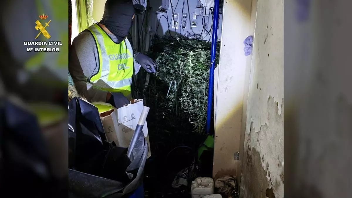 Tres detenidos y desmantelada una plantación con 444 plantas de marihuana en Las Cabezas de San Juan