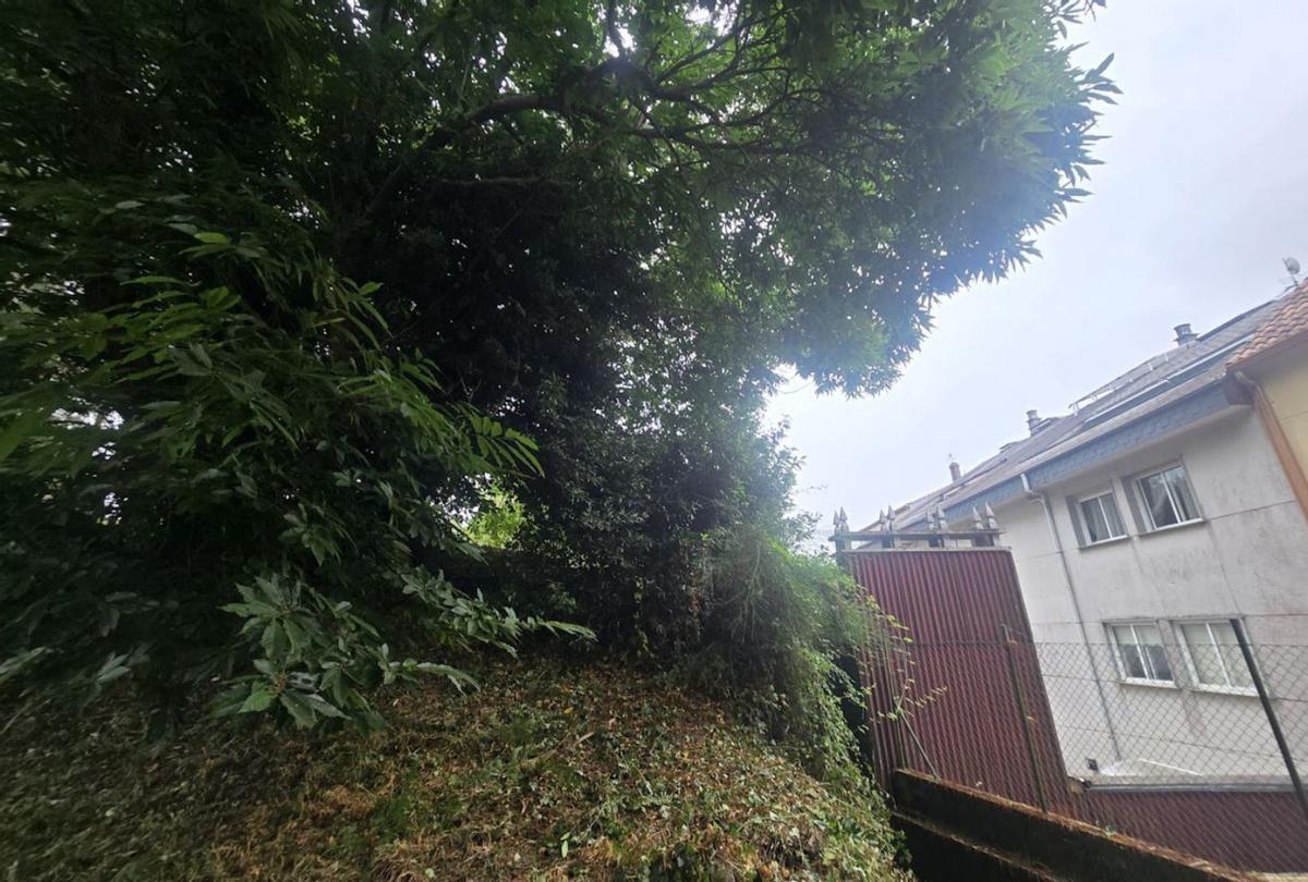 Un castaño de considerables dimensiones cuyas ramas se sitúan sobre las propiedades. | // FDV