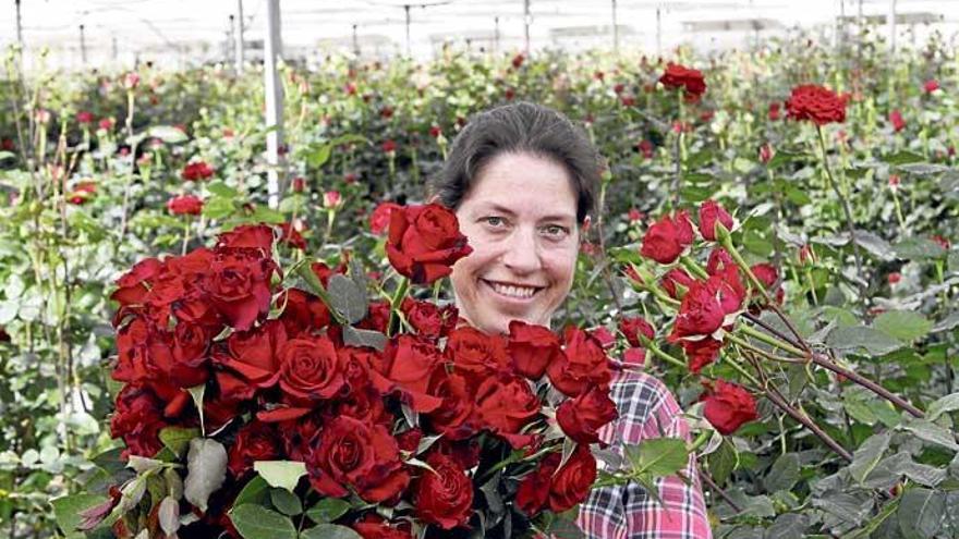 20.000 Rosensträucher wachsen in dem Gewächshaus, Rosa Fullana pflückt die Blüten und kümmert sich um den Verkauf.