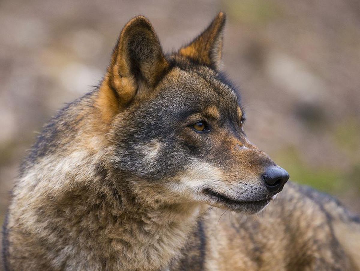 35 ejemplares de lobo ibérico habitan en la sierra de Madrid desde 2011.