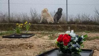 La imborrable huella de las mascotas