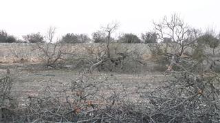 Sequía en Mallorca: Una finca del Pla arranca 800 almendros