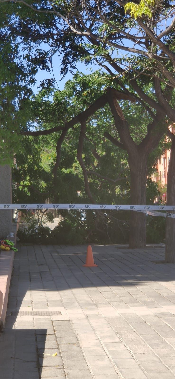 La rama de un árbol se desploma cerca del parque de San Blas, en Alicante