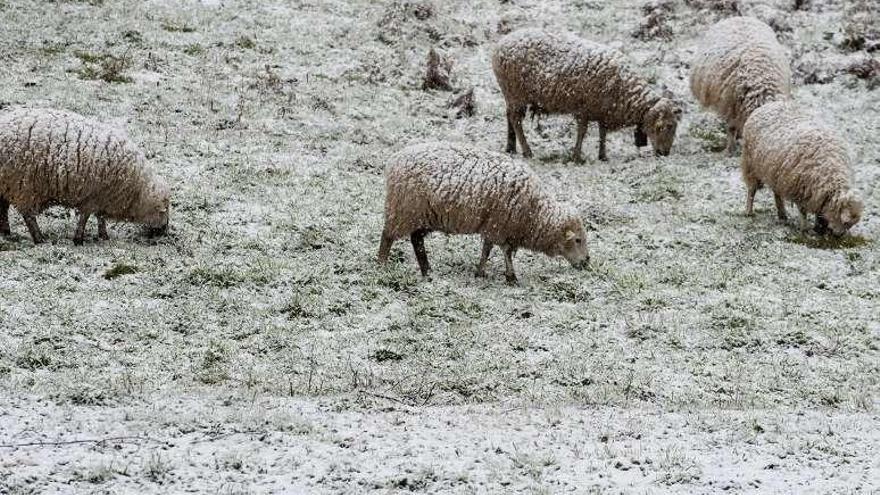 Ovejas en un prado nevado en Castro Caldelas. // Brais Lorenzo