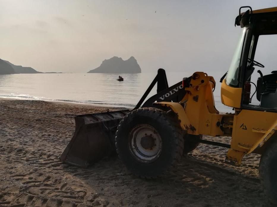 Un delfín aparece muerto en la Playa Amarilla de Águilas
