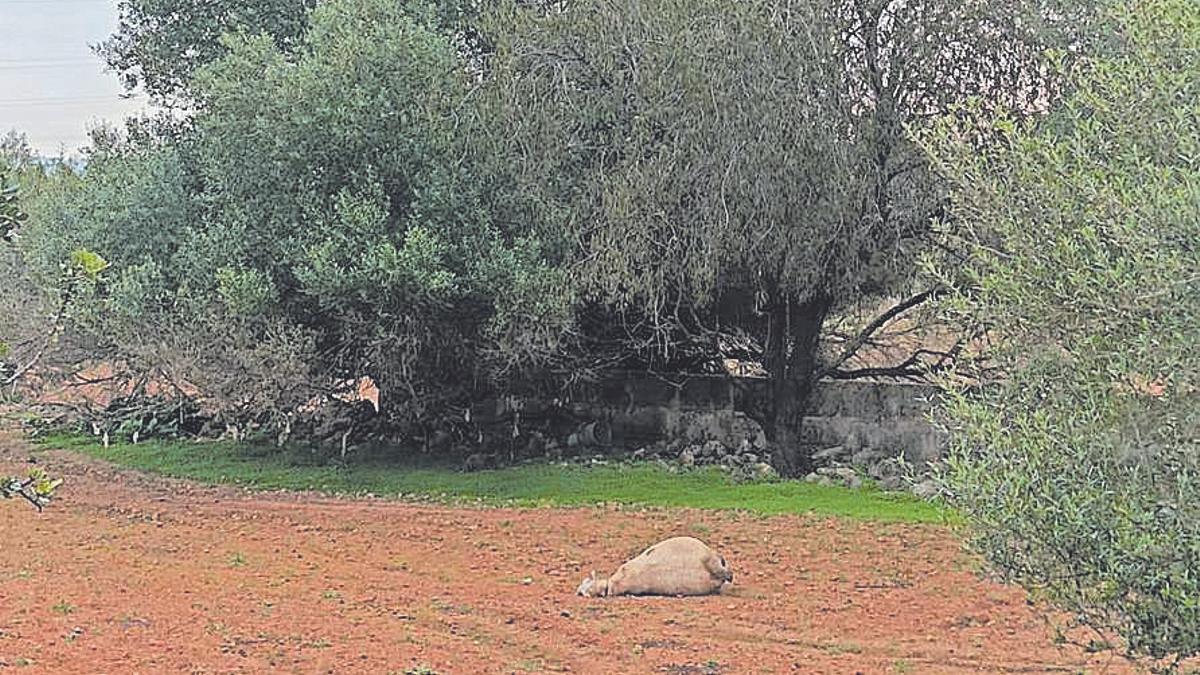 Imnagen de una oveja muerta en la "finca de los horrores" de La Vileta, en Palma