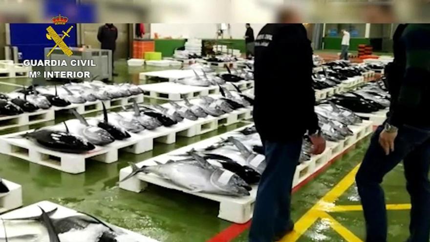 Así fue la operación contra la venta ilegal de pescado en el puerto de Vigo