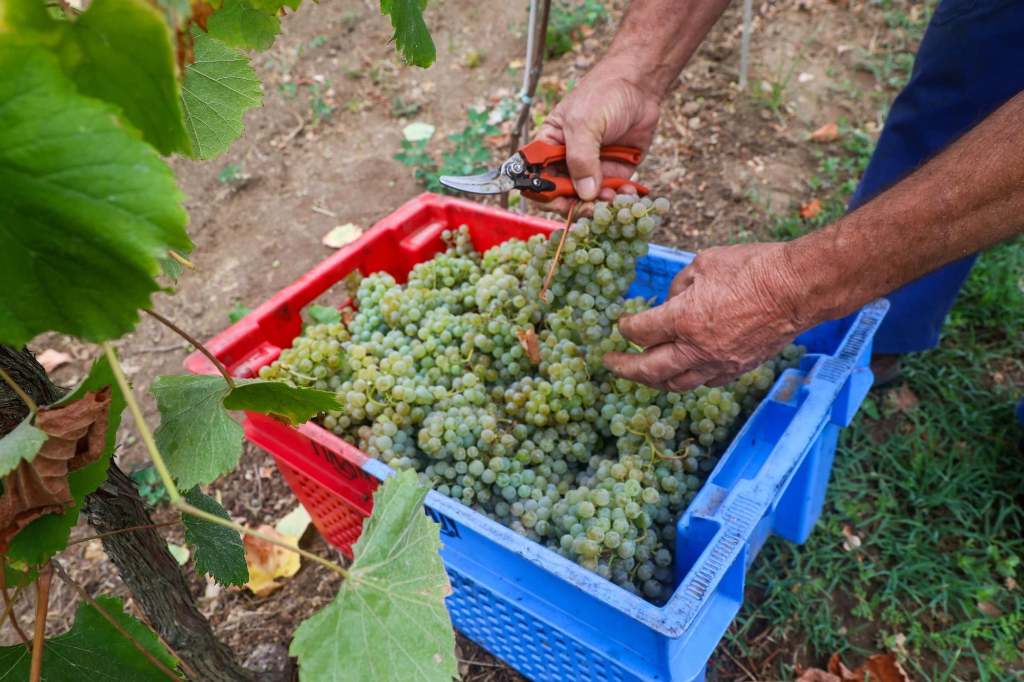 Recolección de uva para el primer espumoso de la bodega arousana Granbazán (O Salnés) en una parcela de Vedra (Ribeira do Ulla).