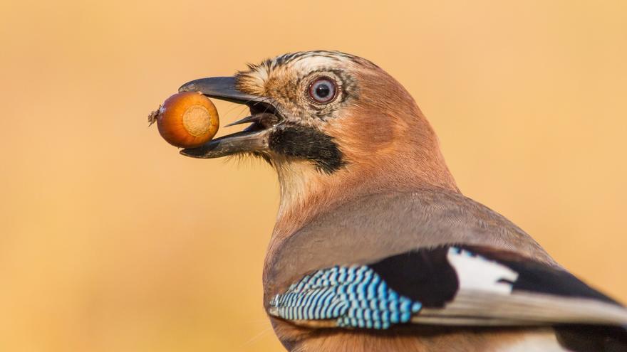 El declive de las aves está dejando sin cubrir las funciones ecológicas que prestan