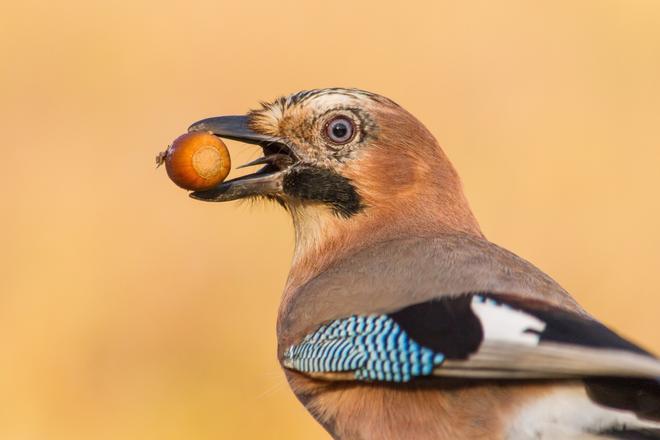 Сокращение численности птиц угрожает экосистемам