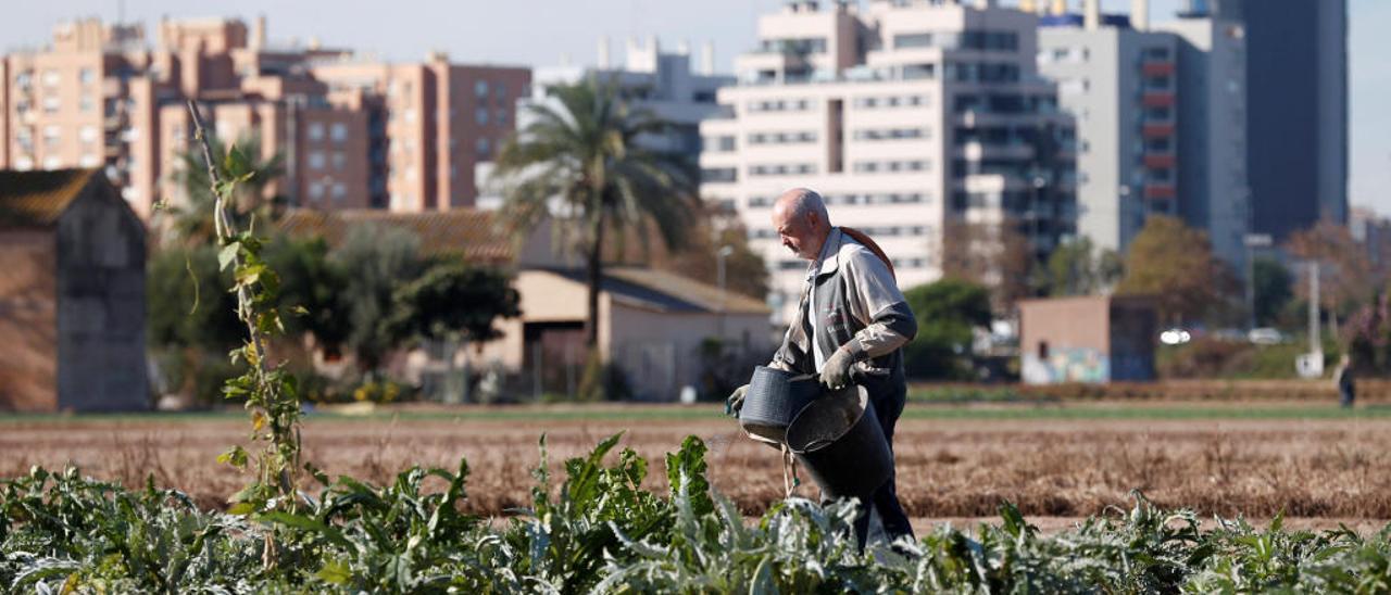 Un agricultor en una de las parcelas de huerta ubicada en el borde urbano de València.