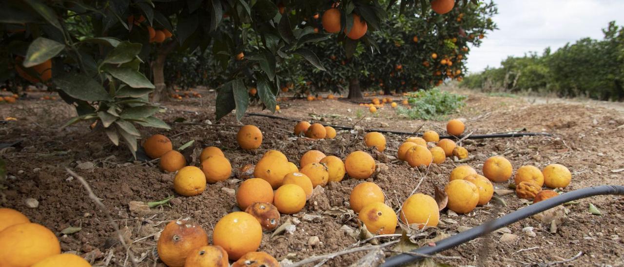 Naranjas en el suelo en un campo de Xàtiva. | PERALES IBORRA