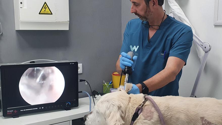 Dermatología veterinaria en Clínica Wecan de Carreres