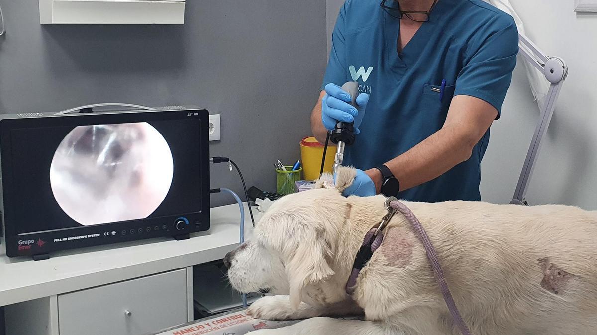 David es un referente provincial y nacional en la especialidad de dermatología veterinaria.