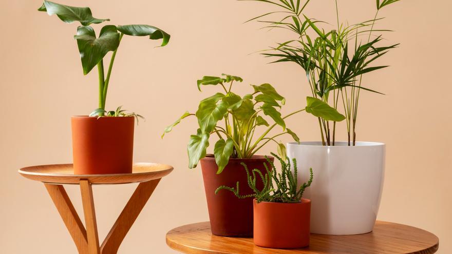 Crece en maceta, perfuma la casa y aleja a los mosquitos: la planta perfecta para esta época