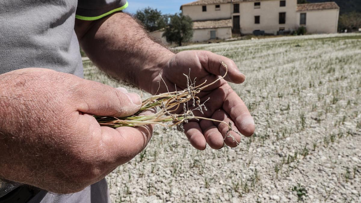 Un agricultor muestra los estragos de la sequía en su cosecha de cereales.