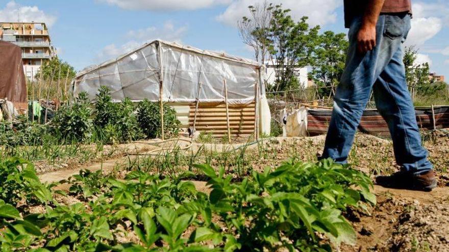 Agricultura incentivará el cultivo de legumbres por su valor para la dieta