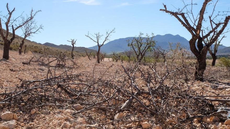 Cultivos de secano en la Región, como el almendro, totalmente extenuados.